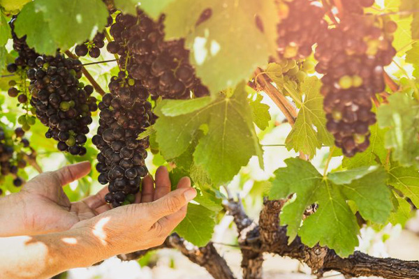 Photo_hisoire-de-chateau-portrait_Jean-Pierre_ouvrier_Chateau_Nardique_La_Graviere_vin_domaine_viticole_entre_deux_mers_Bordeaux