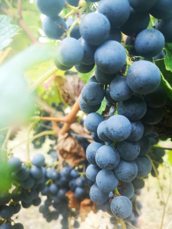 Verre_Vin_Rouge_Raisin_Chateau_Nardique_La_Graviere_vin_domaine_viticole_entre_deux_mers_Bordeaux