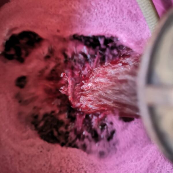 Vendange_Vin_Rouge_Raisin_Chateau_Nardique_La_Graviere_vin_domaine_viticole_entre_deux_mers_Bordeaux